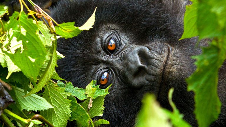 Gorilla Permits Cost For Gorilla Trekking Safari Visit Volcanoes