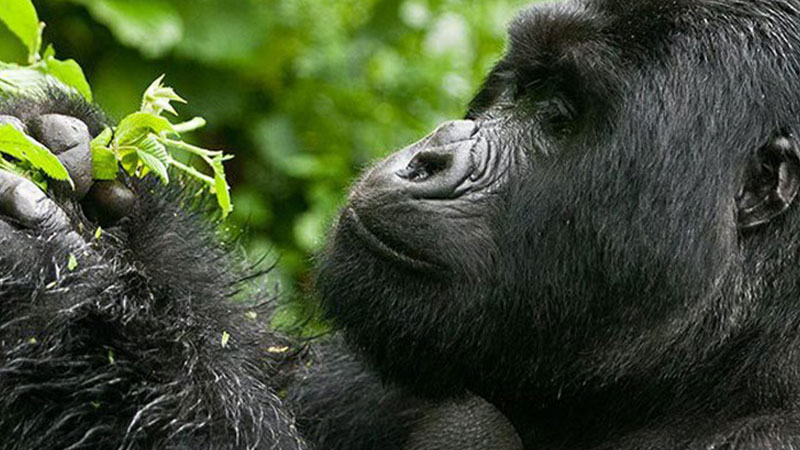 4 Days Gorilla Trekking Safari in Rwanda