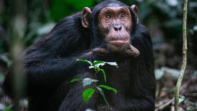 5 Days Epic Gorilla & Chimpanzee Trek