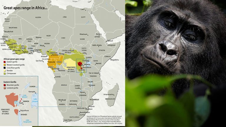 Gorilla Ranges in Africa | Visit Volcanoes National Park