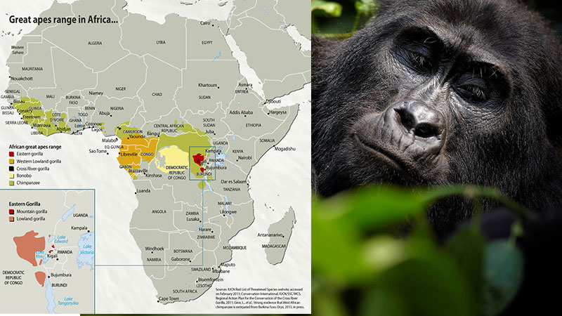 mountain gorilla habitat map