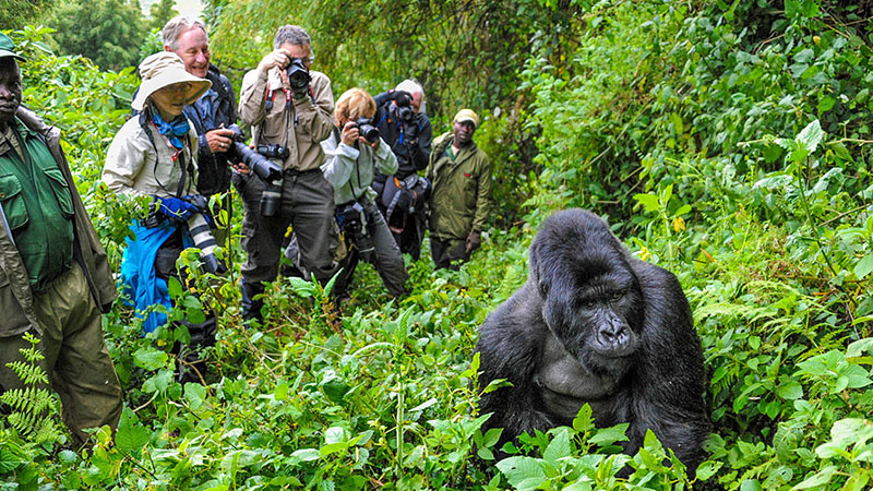 gorilla trek g adventures