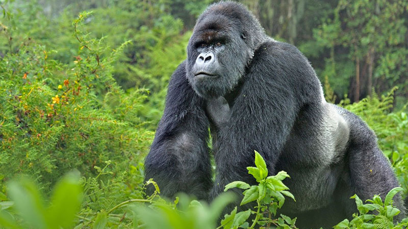 Social Behavior among the Gorillas